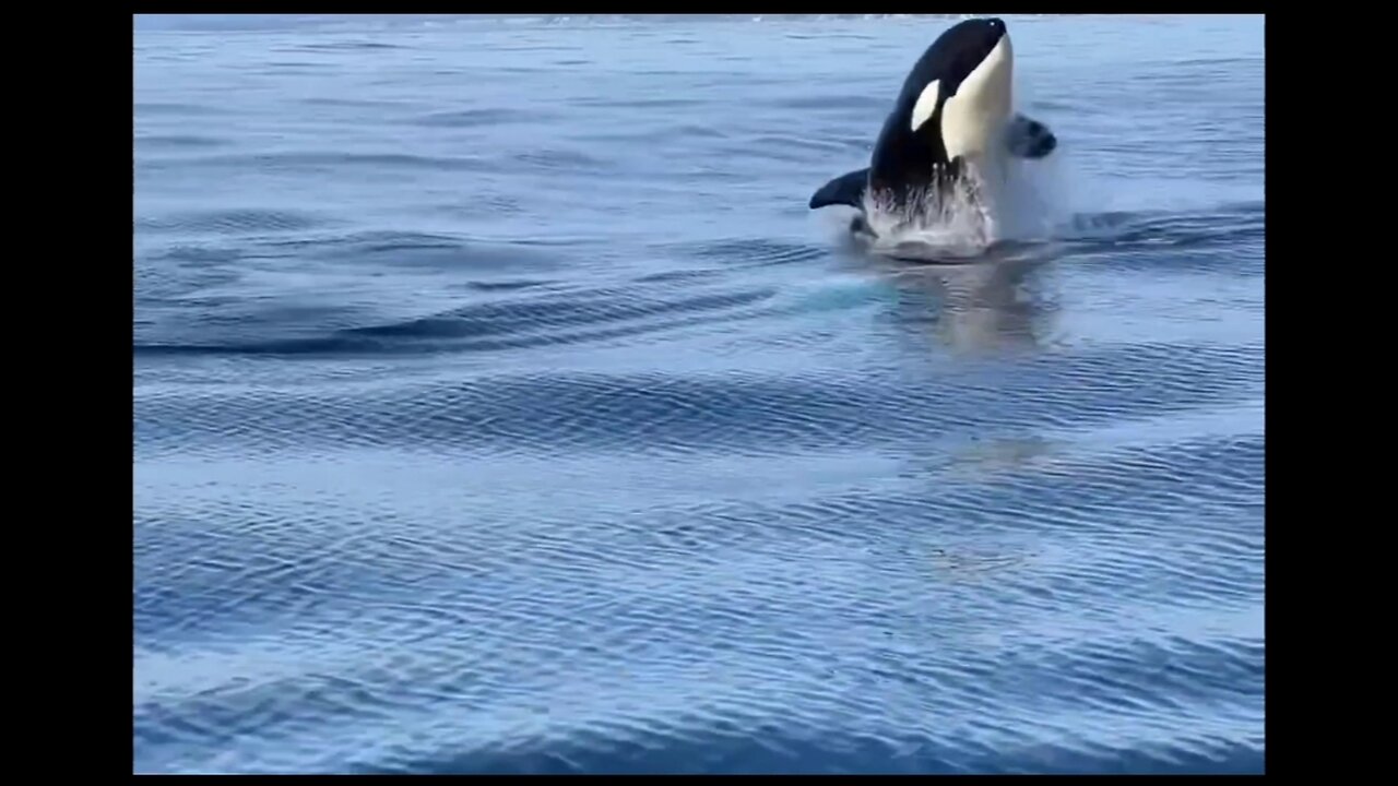 killer whales says hello