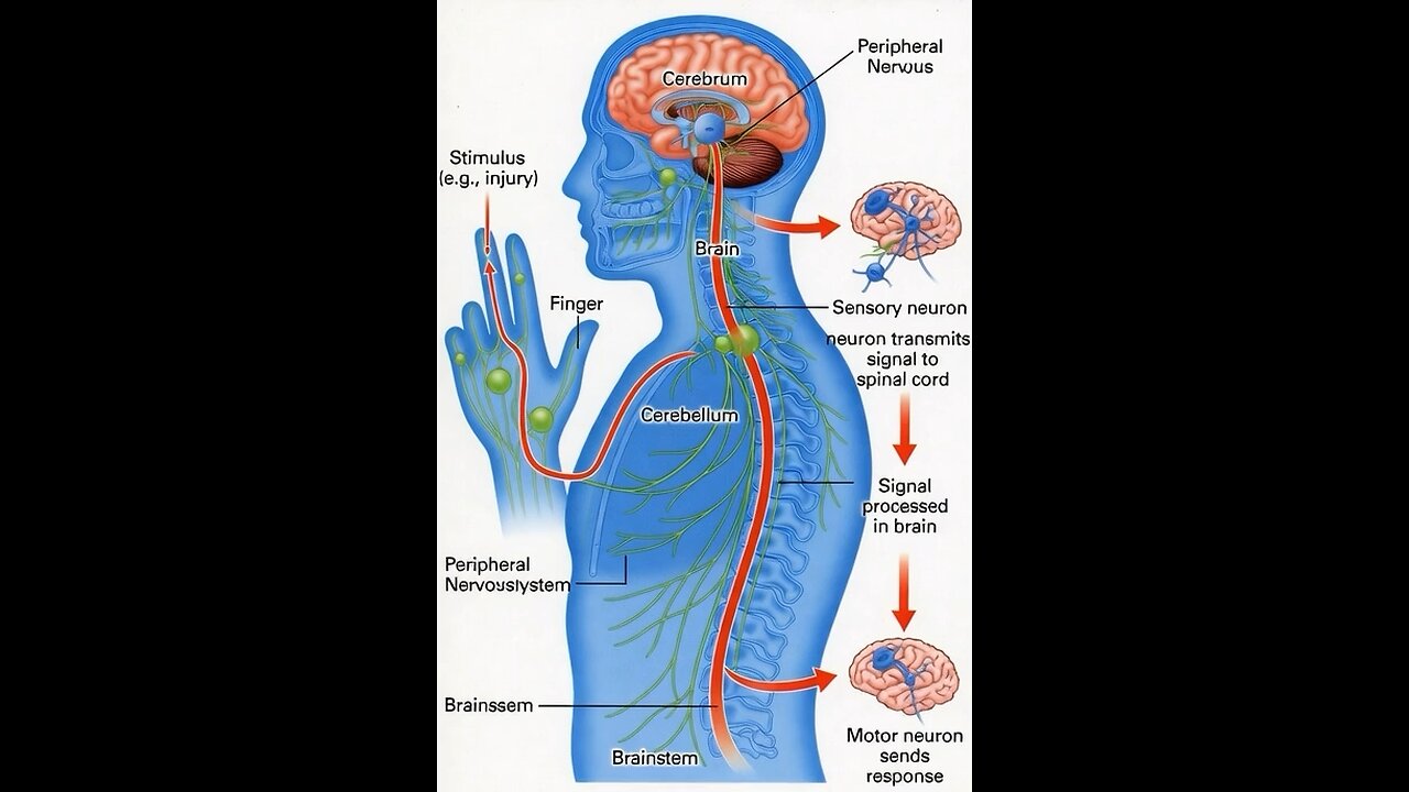 How pain stimulates or brain