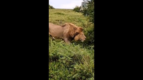 lion doesn't miss a target