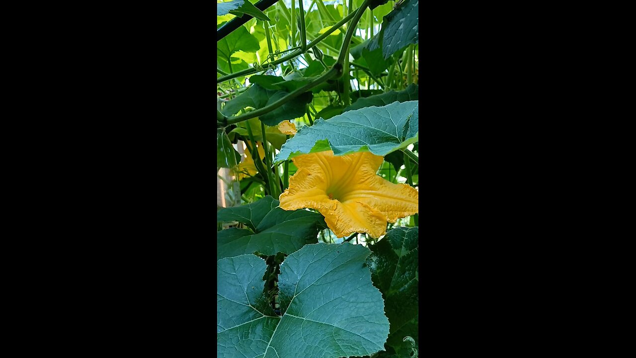 সকালের সুন্দর প্রকৃতি একেবারে মন ভরে যায়❤️