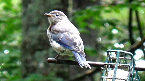 Bluebird
