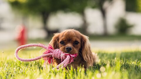 Is your state pet-crazy? The most devoted owners ranked