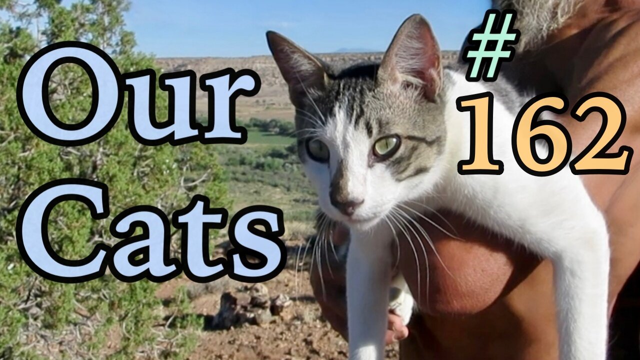 Our Cats #162 - Dad's Precious Moments With Panqueeñou The Cat | PART 2 OF 5