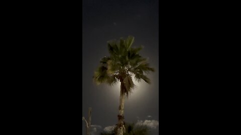 Palm Tree Nights