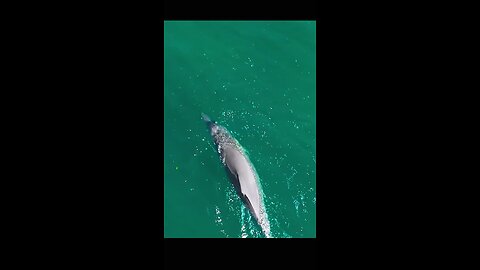 Animal World PT 02