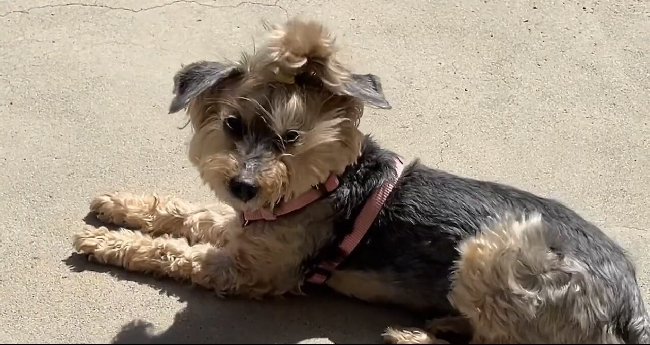 Come enjoy the birds and beautiful day with Waffles and I