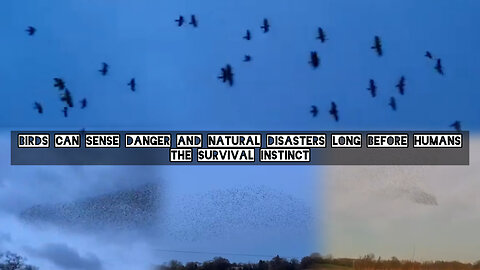 Birds can sense danger and natural disasters long before humans. The survival instinct