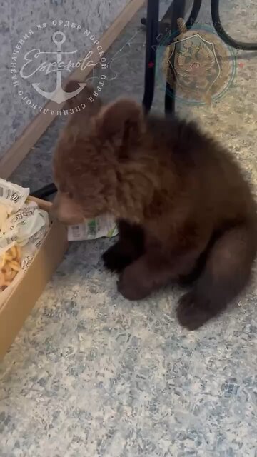 Bear Cub Joins the Ranks of Russia’s Española Volunteer Brigade