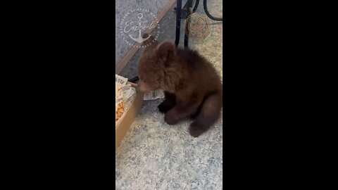 Bear Cub Joins the Ranks of Russia’s Española Volunteer Brigade