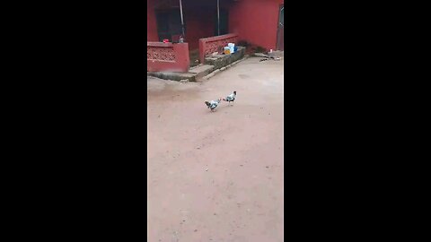 Two male roosters shouldnt keep together, they fight