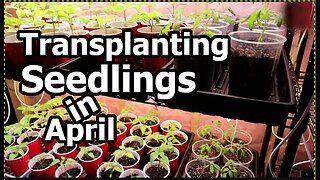 Transplanting Peppers and Tomatoes Seedlings in April Garden Prep Gardening in Ontario & USA Zone 6