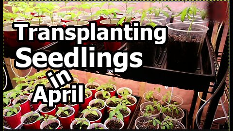 Transplanting Peppers and Tomatoes Seedlings in April Garden Prep Gardening in Ontario & USA Zone 6