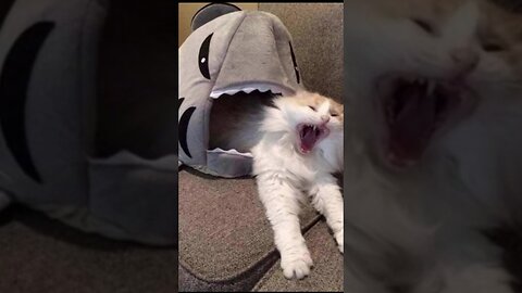 Funny Cats and Dogs Video 2024 #shorts #animal fail #funnypets
