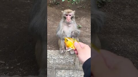 Funny monkey