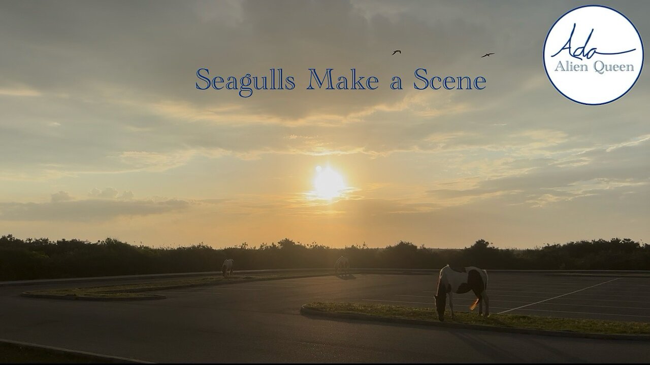 Ada Alien Queen • Bird Songs • Take #00012 • Seagulls Make a Scene Birdsong
