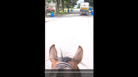 Oakley solo in the Village - 19th ride - 18th ride under saddle - 30 May 2025