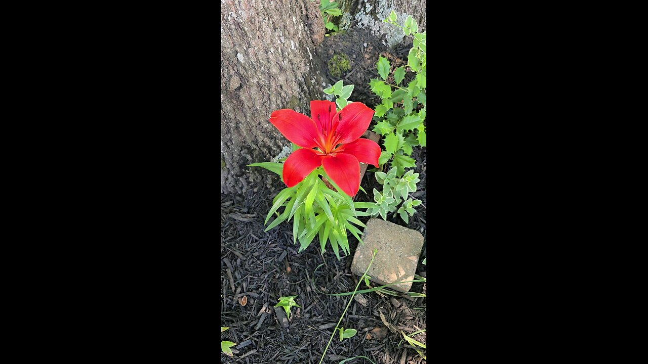 Beautiful Flower Bloom