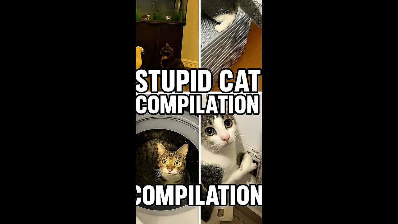Try Not To Laugh: Stupid Cat Being Adorable & Funny 😸✨