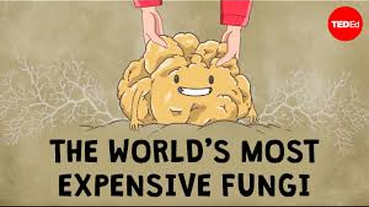 What are truffles, and why are they so expensive?