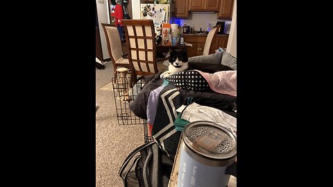 Cat jumps over to poppa