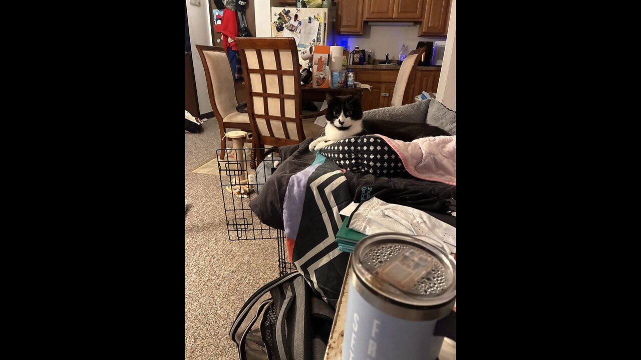 Cat jumps over to poppa