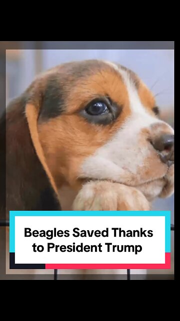 Trump Saves Beagles!