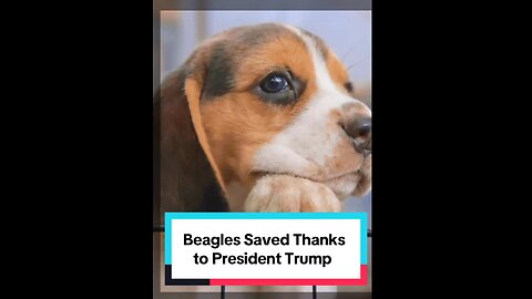 Trump Saves Beagles!
