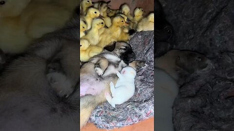 The little rabbit seems to be dreaming. Cute pet debut plan. Dog. Pastoral cute pet