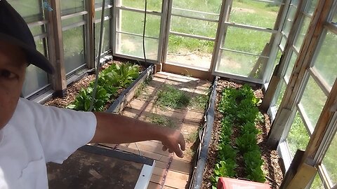Shading Our Lettuce