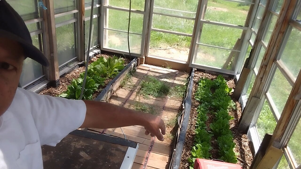 Shading Our Lettuce