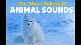20 Amazing Animal Sounds: For Kids 🦄 Animal sounds, animals in nature