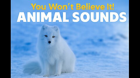 20 Amazing Animal Sounds: For Kids 🦄 Animal sounds, animals in nature