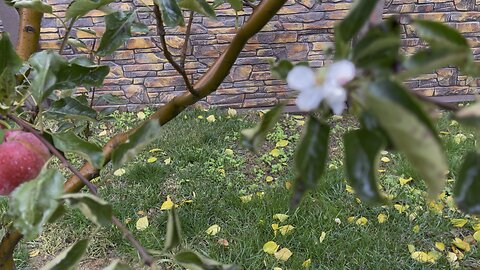 Божье чудо God's miracle