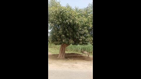 my village life