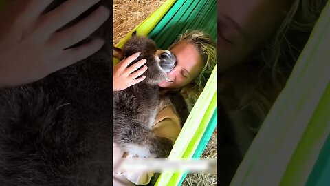 Ослик увязался за девушкой и она нашла ему дом