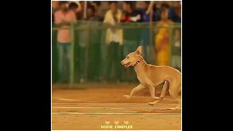 DOG SHOW IN INDIA