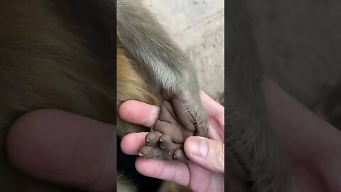 Funny monkey #5