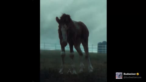 Budweiser Super Bowl Commercial 2026