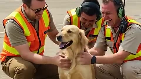 Golden Retriever Warns Man at Airport — and Saves His Life