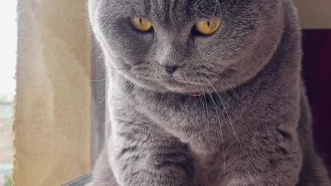 If you are watching this video, know that God has made you the guardian angel of a hungry cat💝