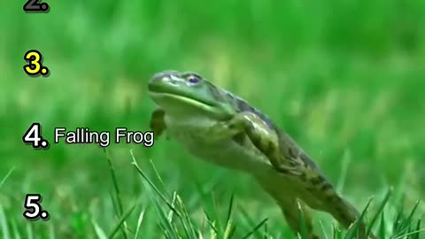 Ranking The Funniest Frogs Moments