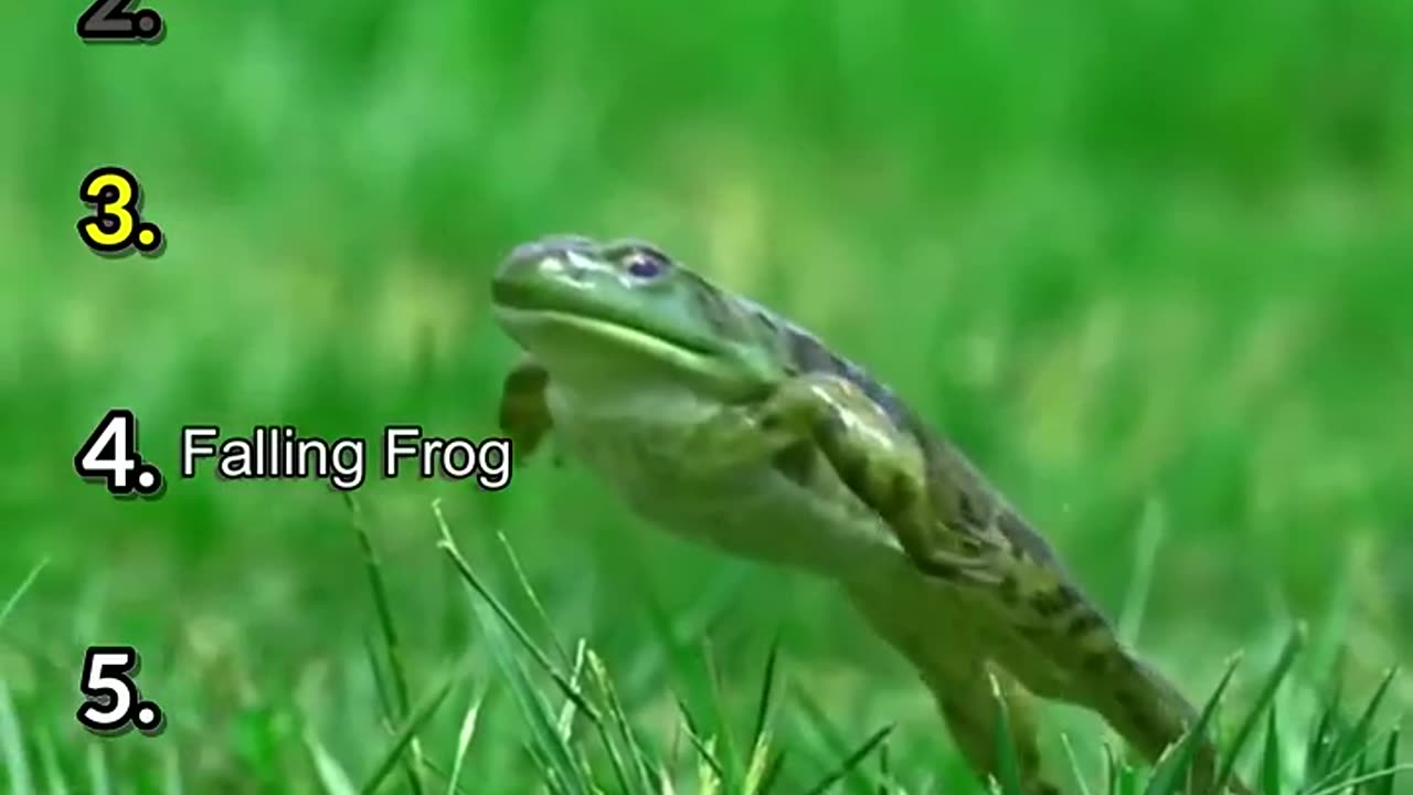 Ranking The Funniest Frogs Moments