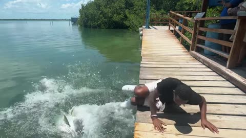 Tarpons Almost Fed A Bigger Buffet