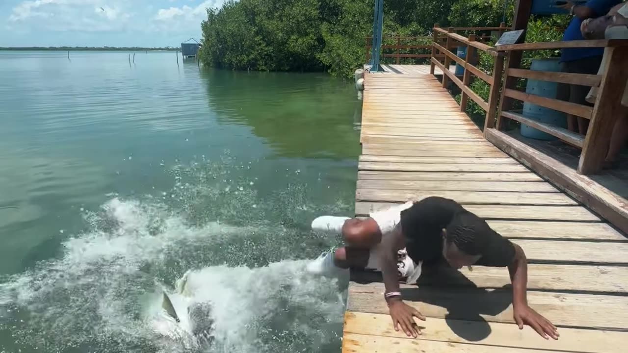 Tarpons Almost Fed A Bigger Buffet