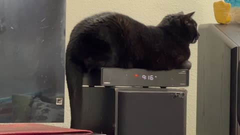 Cute Precious Piper Looks Like a Clock - My Adopted Shelter Cat Vlog
