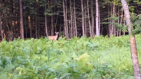 Fawn and Doe