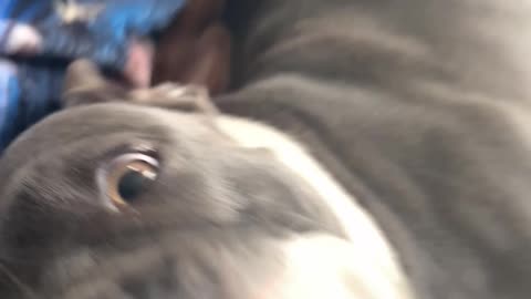 No Personal Space Needed For Cuddling Dogs