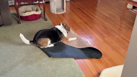 No Walk for Daisy the Beagle