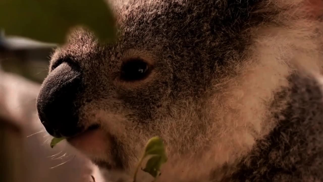 Koala Cravings 🐨🌿 | Sounds of Nature