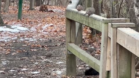 Bird variety Toronto park in December